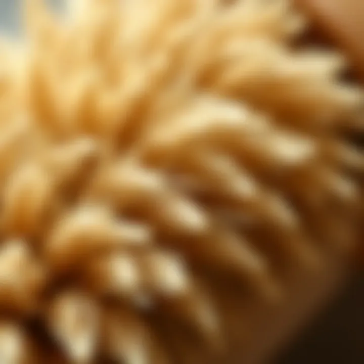 Natural Bristles for Effective Dust Removal Close-up of brush bristles made from natural materials