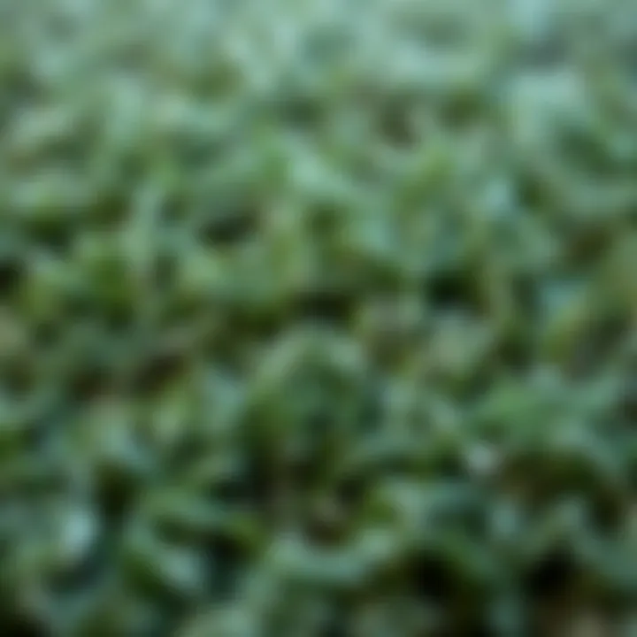 Close-up of grass rug fibers showcasing texture and quality