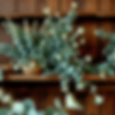 Rustic Charm with Dried Eucalyptus Display Artistic display of dried eucalyptus on a rustic shelf