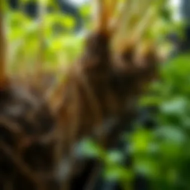 Detailed View of Hydroponic Roots Close-up of root systems in a hydroponic setup