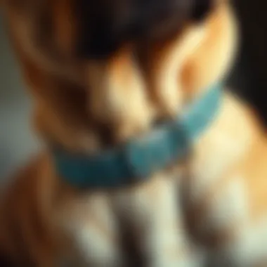 Close-up of a blue rhinestone collar showcasing craftsmanship