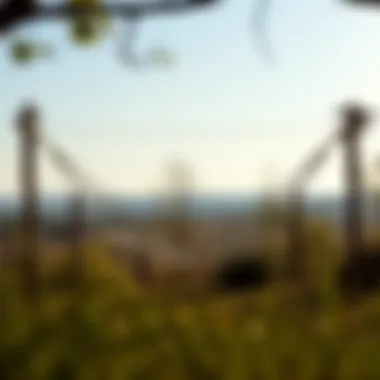 Serene Outdoor Enclosed Hammock A picturesque view of an enclosed hammock set up in a serene outdoor environment