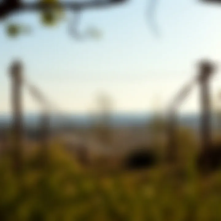 Serene Outdoor Enclosed Hammock A picturesque view of an enclosed hammock set up in a serene outdoor environment