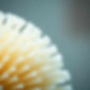 Close-up of soft bristles on a shower brush