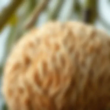 Natural Texture of Coconut Fiber Close-up of coconut fiber texture highlighting its natural properties.