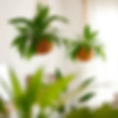 Elegant Indoor Arrangement with Coconut Planters Stylish indoor decor featuring coconut husk planters.