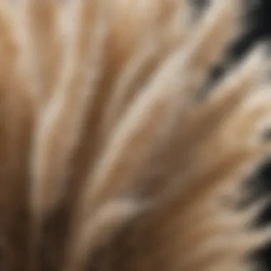 Feathery Texture of Pampas Grass Close-up of pampas grass showcasing its feathery texture