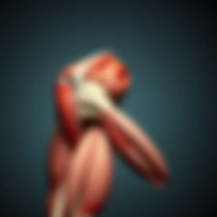 Upper Arm Muscle Anatomy Anatomical diagram of upper arm muscles