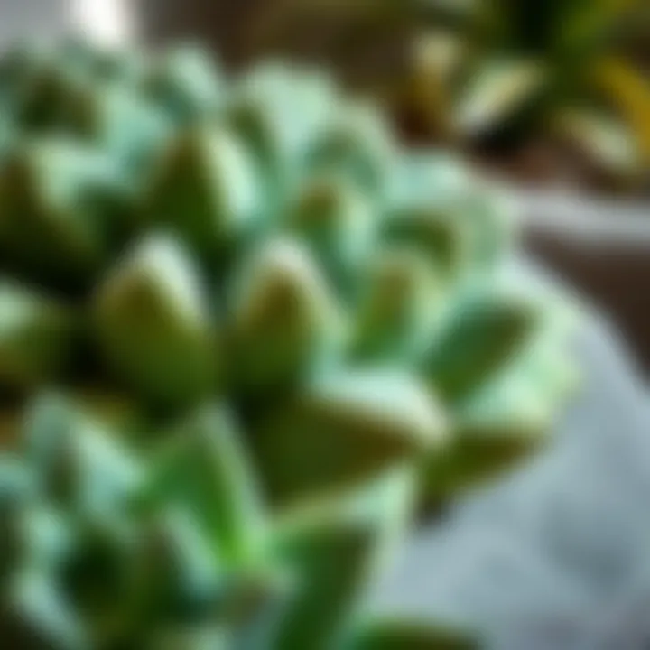 Close-up of a luxurious succulent pillow showcasing intricate stitching