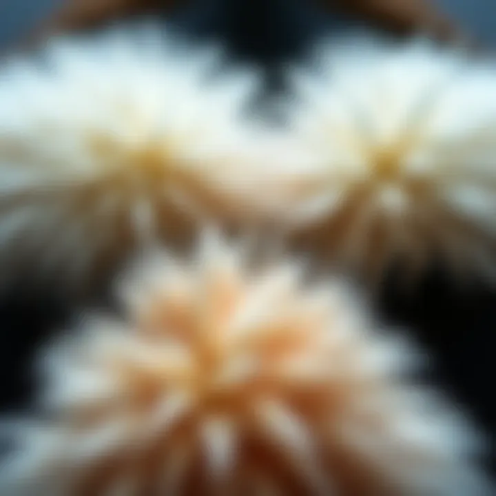 Materials Used in Fur Bandeau Tops Close-up of different materials used in fur bandeau tops